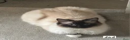Ragcoon cats for sale: Beautiful Ragcoons  - Advert 16