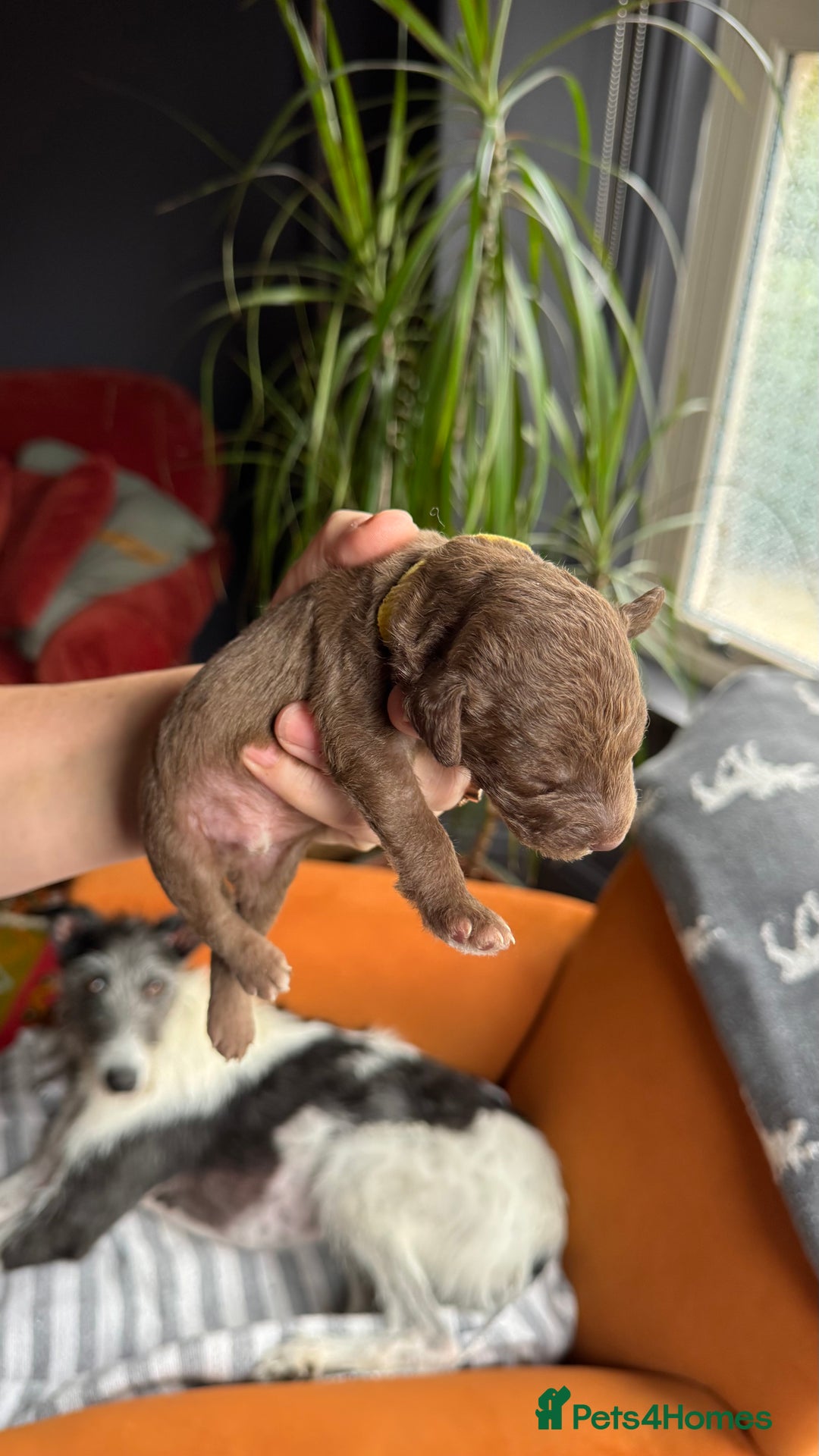 Mixed Breed dogs for sale: Bedlington x whippet puppies - Image 9