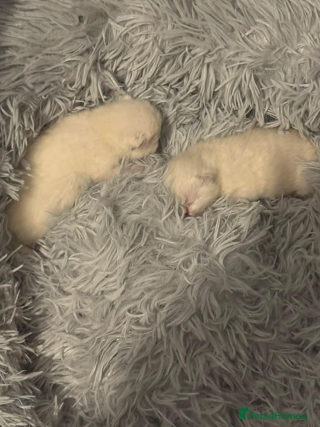 Scottish Fold cats for sale: Premium Scottish Straight Kittens Rare Colour in Gillingham - Advert 5