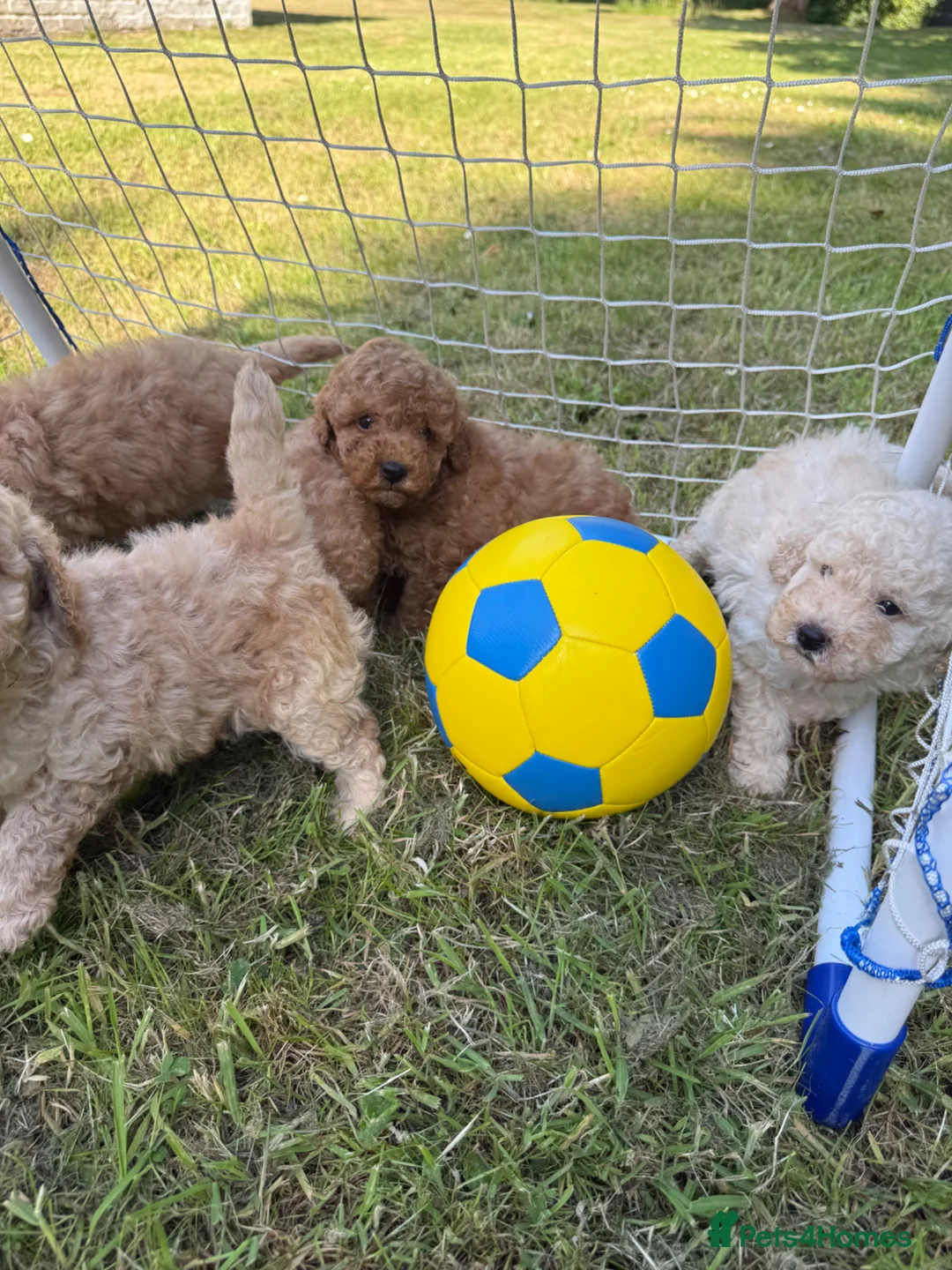 Cavapoo dogs for sale: Cavapoo fantastic! Playful beautiful puppies  - Advert 16