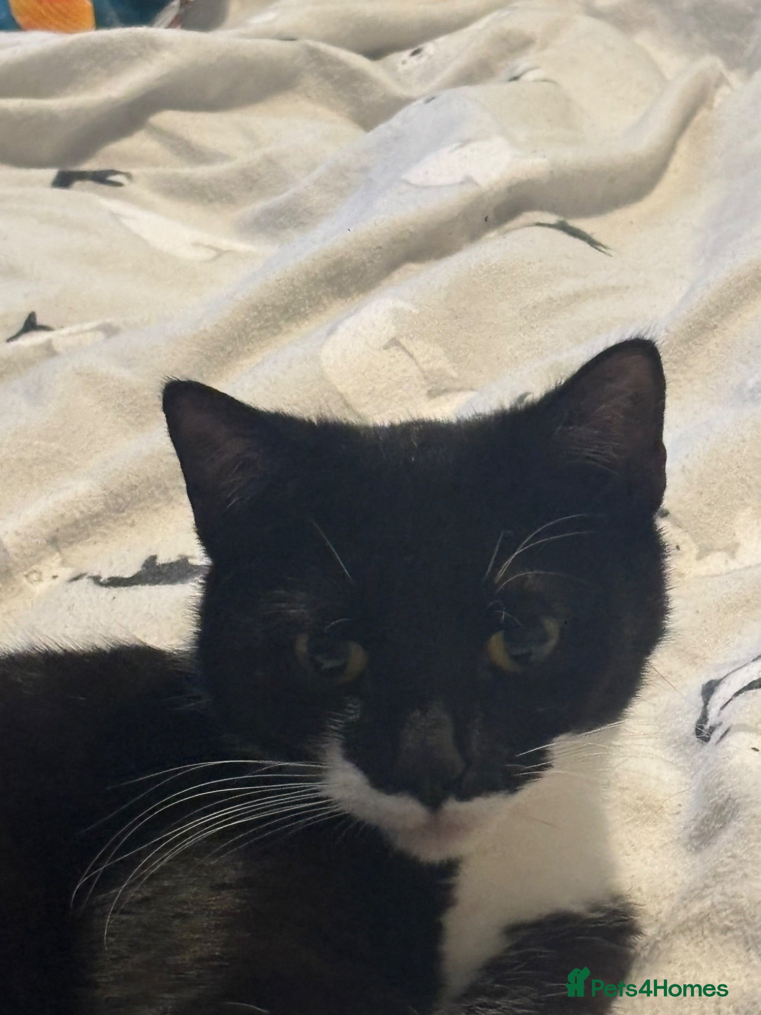 Domestic Shorthair cats Gorgeous, friendly kittens - Advert 1