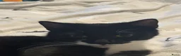 Domestic Shorthair cats for sale: Gorgeous, friendly kittens - Advert 1
