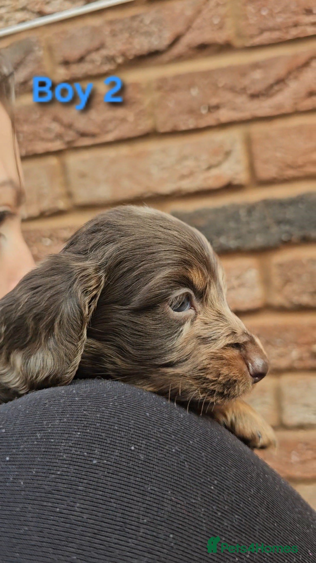 Miniature Dachshund dogs for sale: Miniature Dachshund Long Haired  - Advert 9
