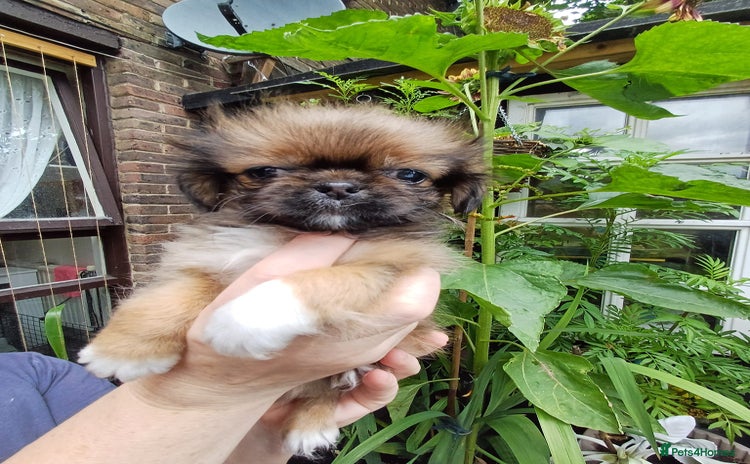 Pekingese dogs - Advert 11