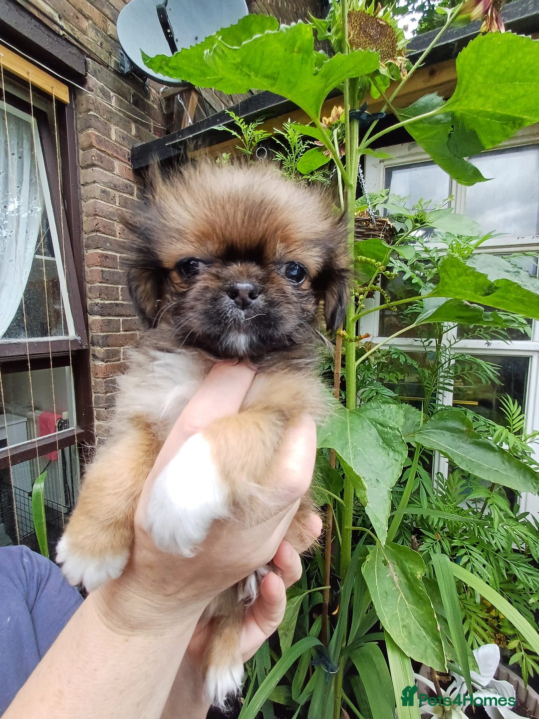 Pekingese dogs for sale: Pekingese, No name  - Image 1