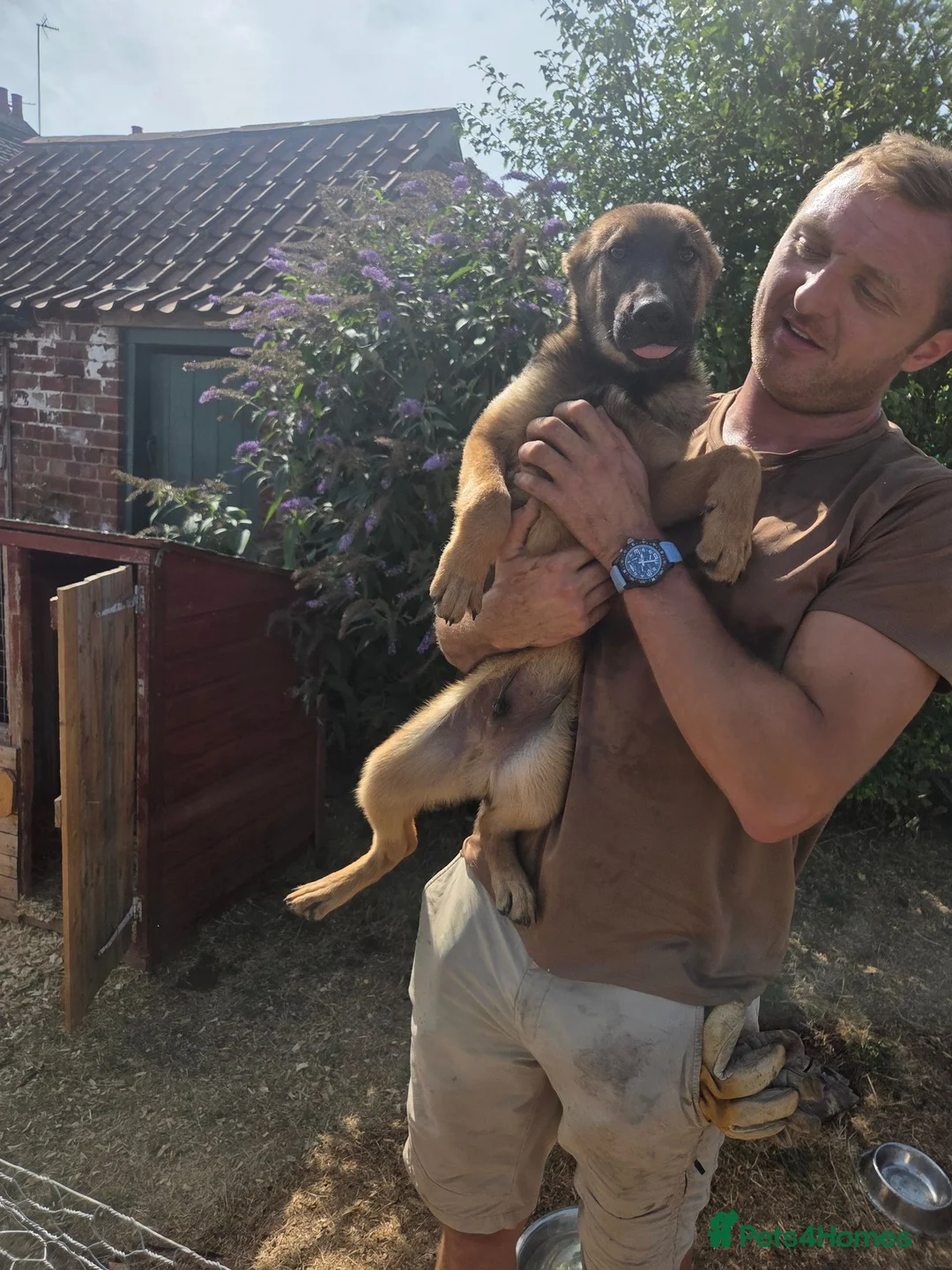 Belgian Shepherd Dog dogs for sale: Belgian malinois in Mansfield - Advert 2