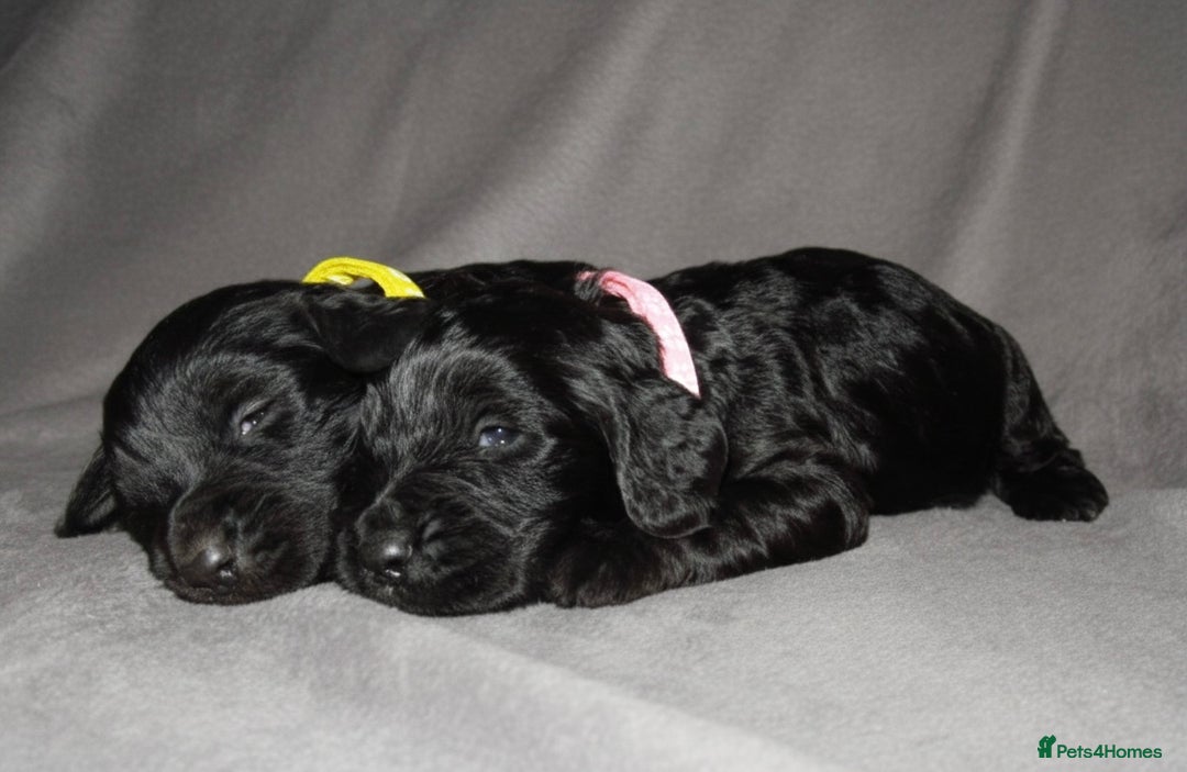 Cockapoo dogs for sale: Cockapoo Puppy’s 🐶🐾 - Advert 5