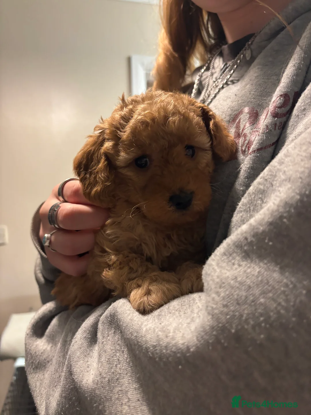 Jackapoo dogs for sale: Jackapoo puppy - Advert 3