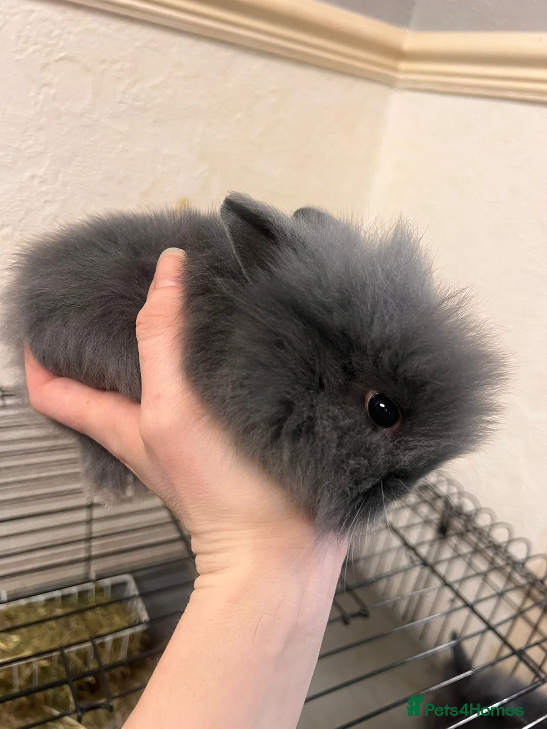 Lionhead rabbits for sale: Double lion head baby in Deeside - Advert 1