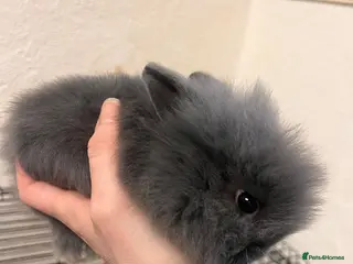 Lionhead rabbits Double lion head baby in Deeside - Advert 11