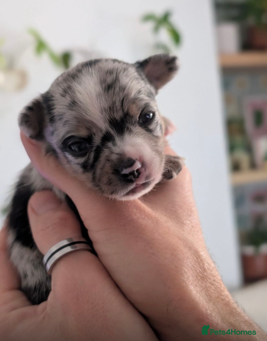 Chihuahua dogs for sale: Beautiful Merle Chihuahua Puppies 🐶  - Advert 30