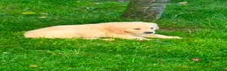 Golden Retriever dogs for sale: GOLDEN RETREIVER PUPPIES - Advert 9