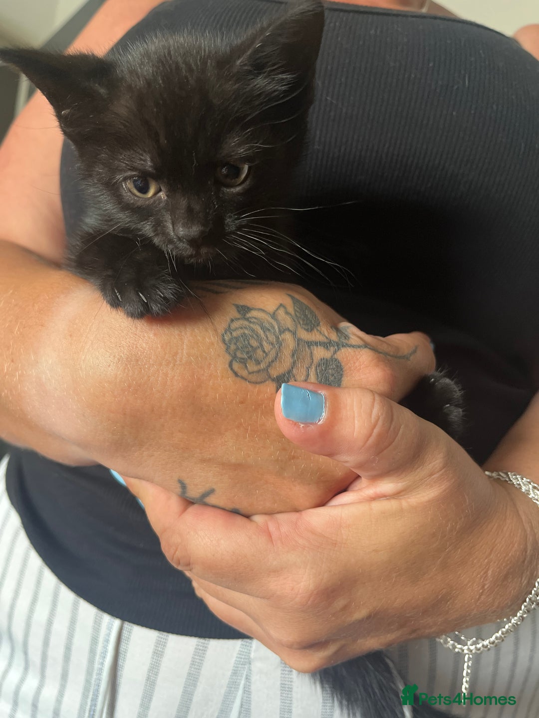British Shorthair cats for sale: 2 brown kittens and 2 black  - Image 6