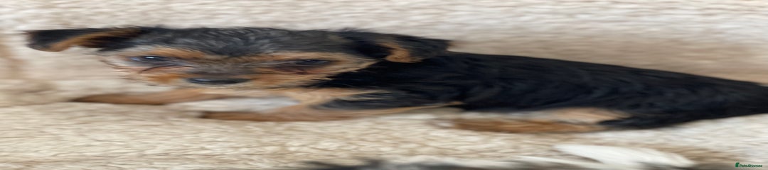 Yorkshire Terrier Puppy 3