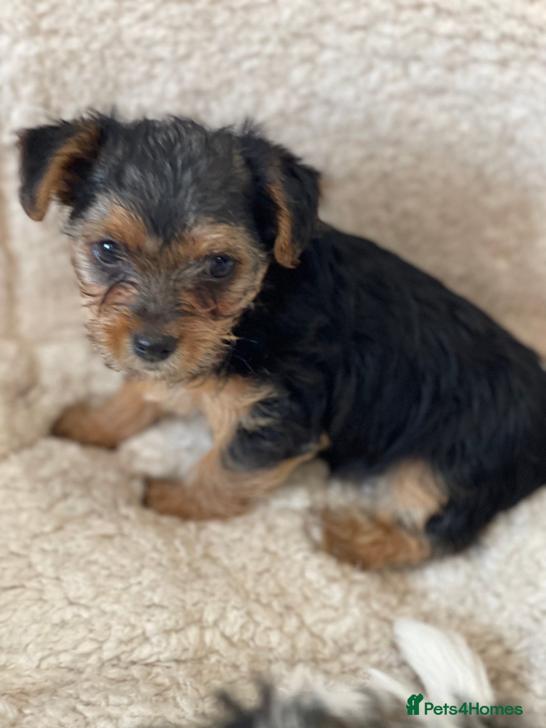 Yorkshire Terrier dogs for sale: Yorkshire terrier mini pups  - Image 8