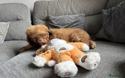 Cockapoo dogs for sale: Berdoodle 11 weeksold FULLY VACCINATED  - Image 7