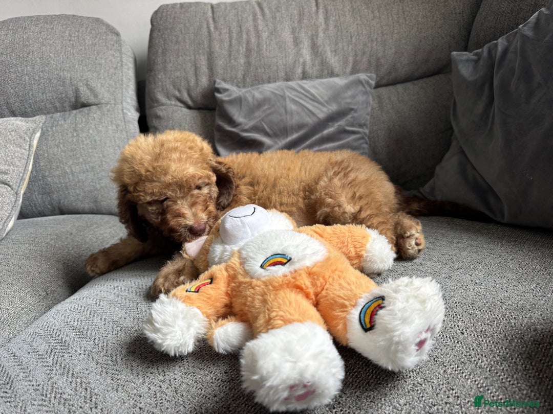 Cockapoo dogs for sale: Berdoodle 11 weeksold FULLY VACCINATED  - Image 7