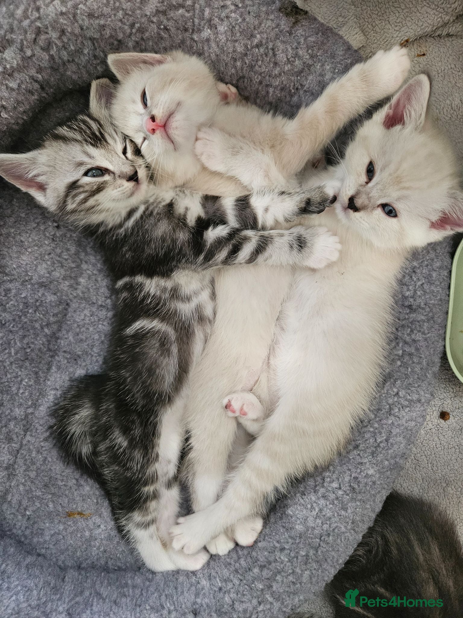 Ragdoll cats 4 sweet Ragdolls, 3 girls🩷 and 1 boy🩵 - Advert 16