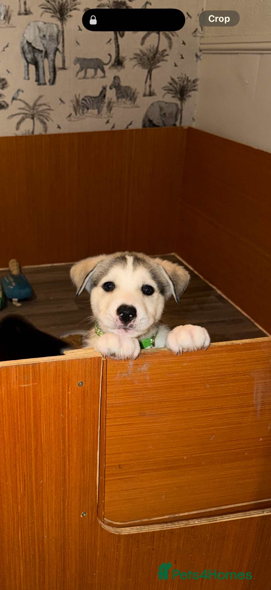 Siberian Husky dogs for sale: Husky Puppies – Ready 22/12/25 🐾  - Advert 25