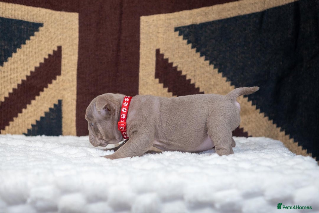 English Bulldog dogs for sale: For sale: 7 English Bulldog Puppies - Image 15