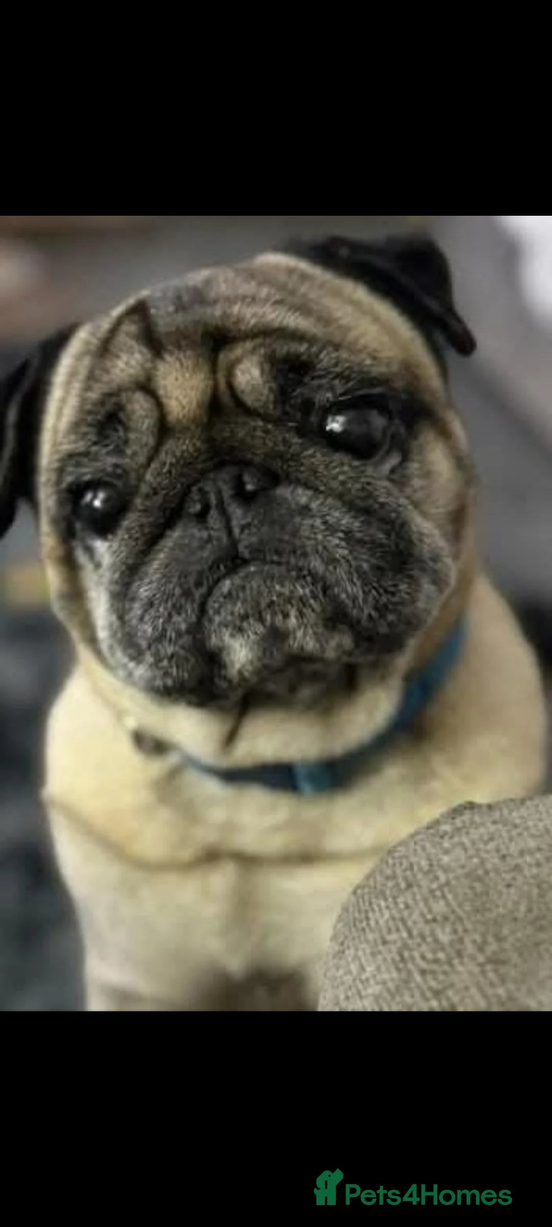 Pug dogs for sale: Beautiful fawn pug - Advert 1