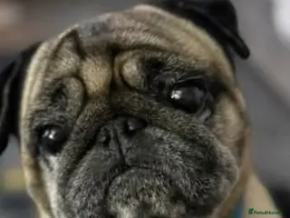 Pug dogs Beautiful fawn pug - Advert 3