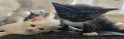 Persian cats for sale: Snuggly babies, chinchilla persian x  in Plymouth - Advert 13