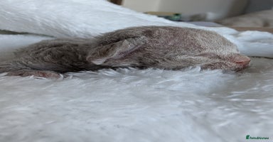 Devon Rex cats - Advert 6