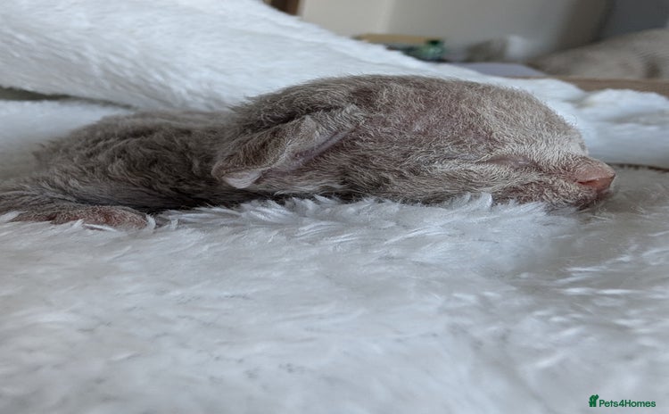 Devon Rex cats - Advert 1