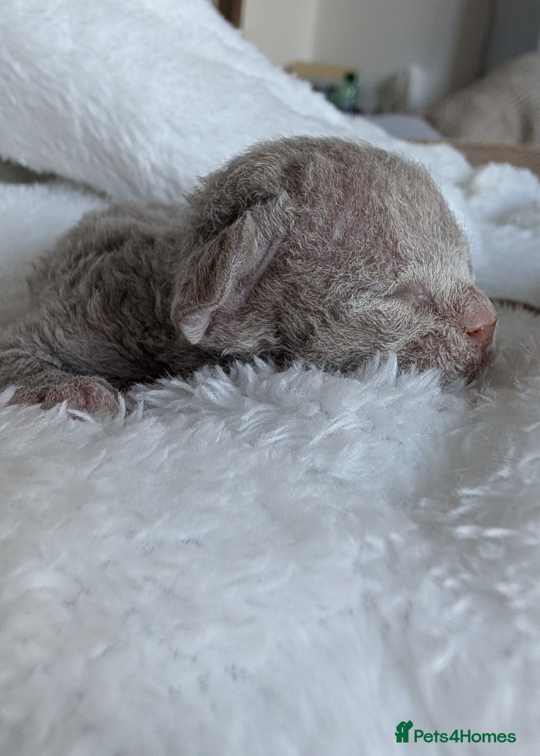 Devon Rex cats for sale: Beautiful Lilac boy available ♥️ - Advert 5