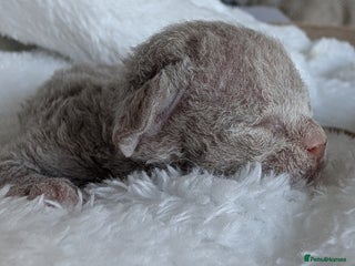 Devon Rex cats - Advert 34