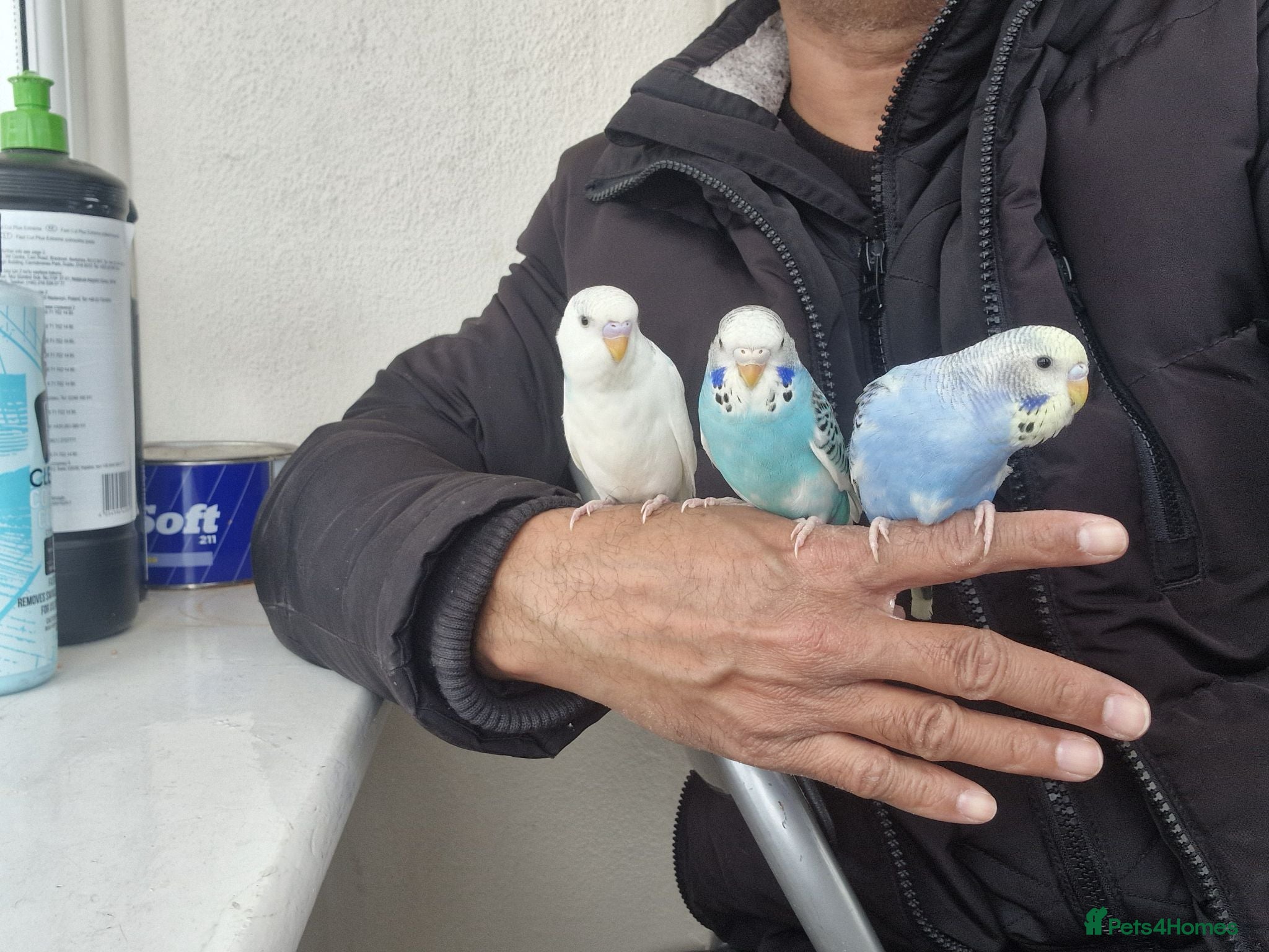 Budgerigars birds Super hand tamed baby budgies  - Advert 14
