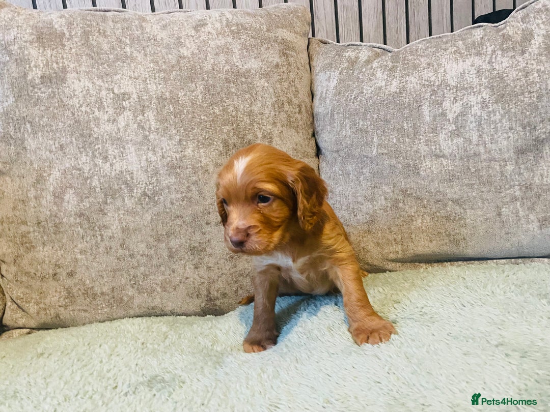 Cocker Spaniel dogs for sale: KC registered cocker spaniels  - Advert 5