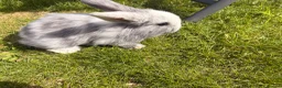 Mini Lop rabbits for sale: Adorable mini lops 💖🩵 - Advert 15