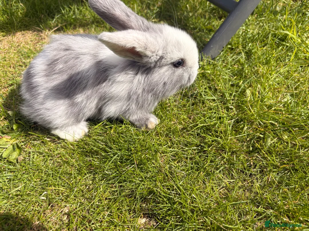 Mini Lop rabbits for sale: Adorable mini lops 💖🩵 - Advert 15