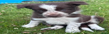 Border Collie 3