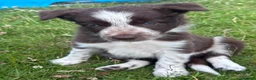 Border Collie dogs for sale: Border Collie Puppies - Advert 10