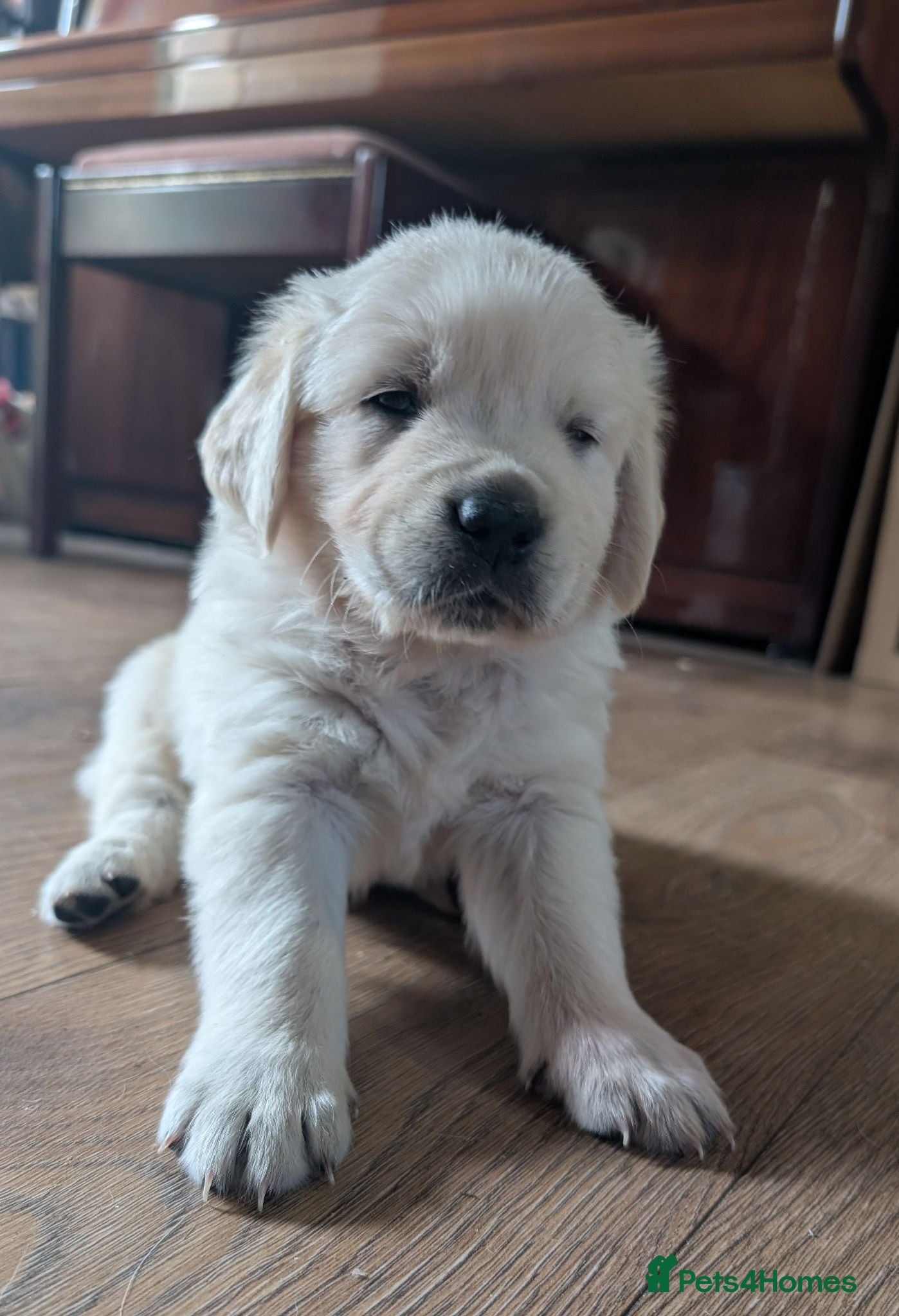 Golden Retriever dogs Adventure-Ready Golden Retriever Puppies 🐾 - Advert 9