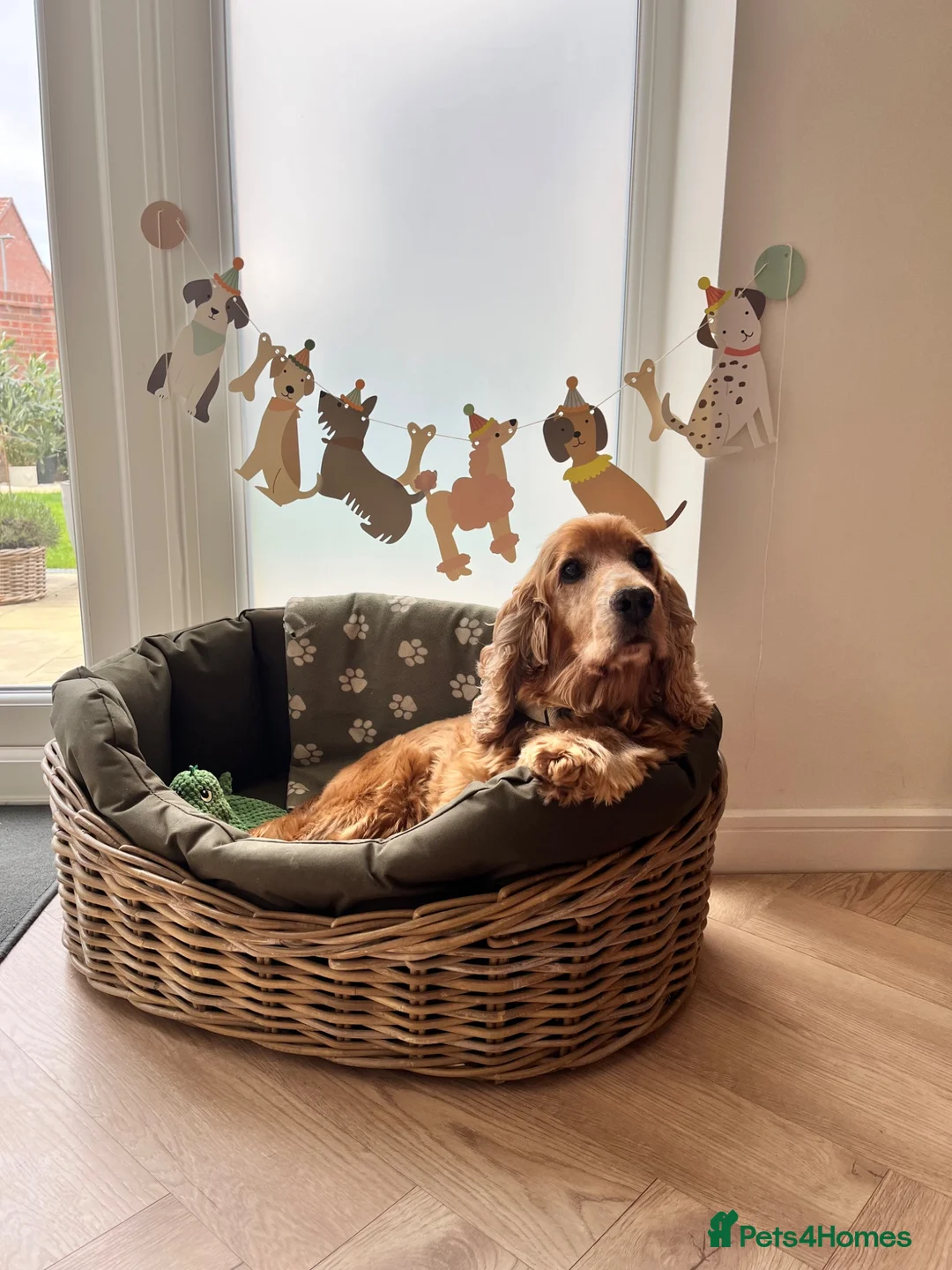Cocker Spaniel dogs for stud: Ralph  in Driffield - Advert 4