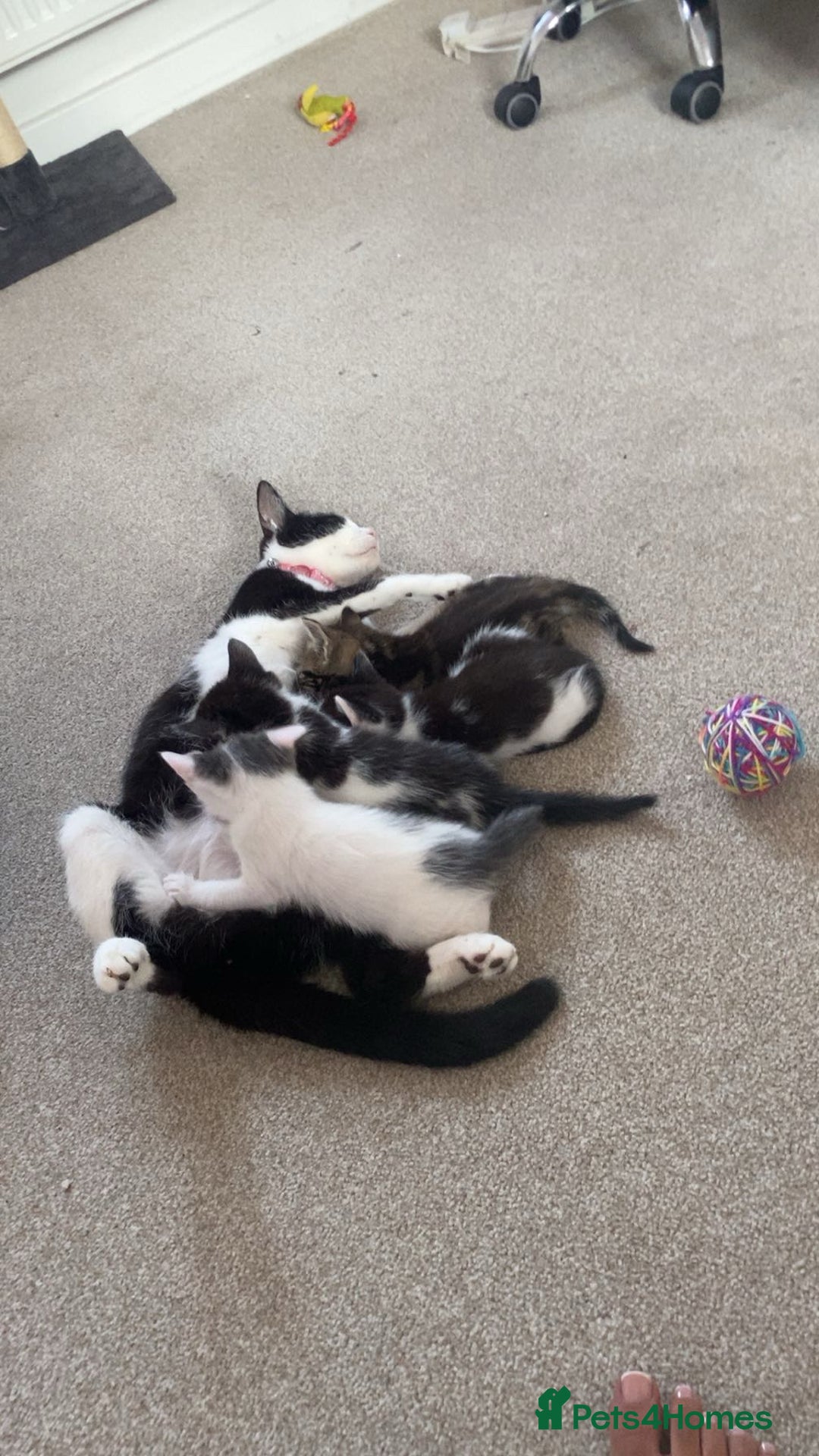 British Longhair cats for sale: 4 kittens  - Image 5
