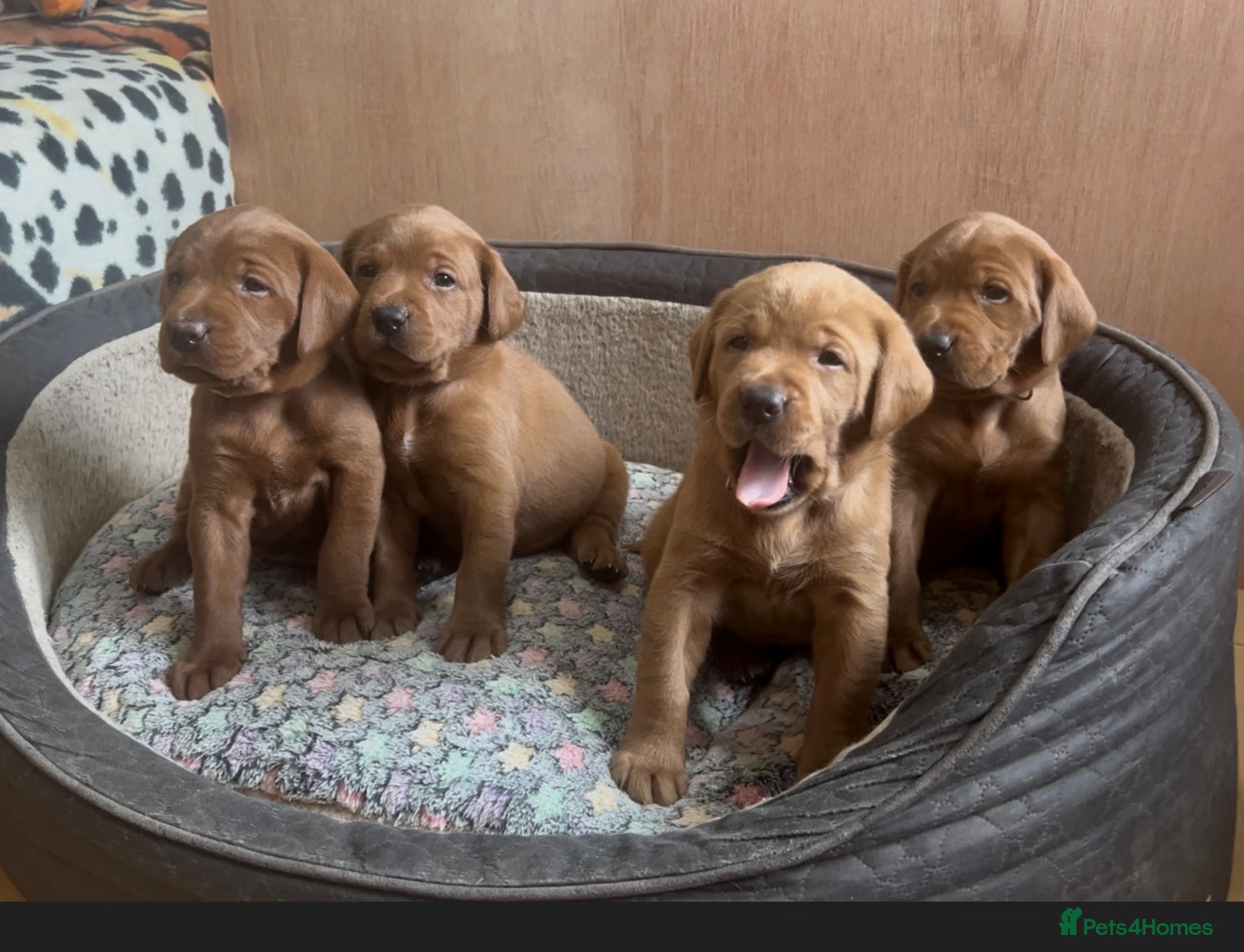 Labrador Retriever dogs KC registered Fox Red Labrador puppies. - Advert 2