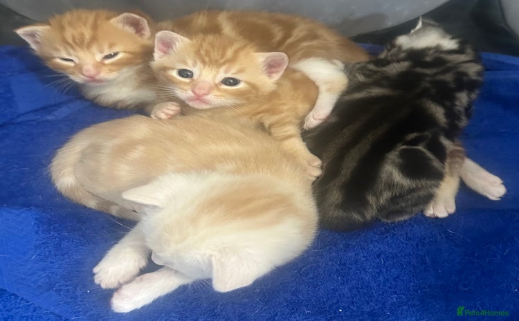 Domestic Shorthair cats - Advert 2
