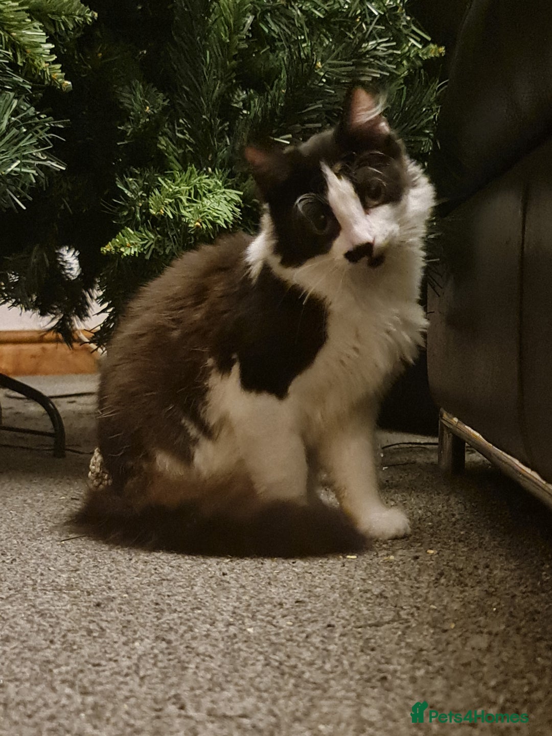 Mixed Breed cats for sale: 2 9 month old tuxedo fluffy kittens - Advert 2