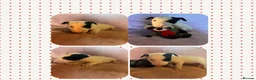 English Bull Terrier dogs for sale: Beautiful puppies in Edinburgh - Advert 13