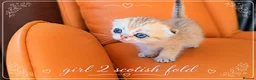 Scottish Fold cats for sale: Scotish Fold Kittens - Advert 17