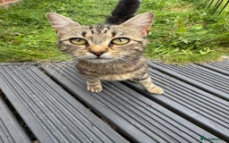 Bengal cats for sale: Kitten and mother for sale - Image 12