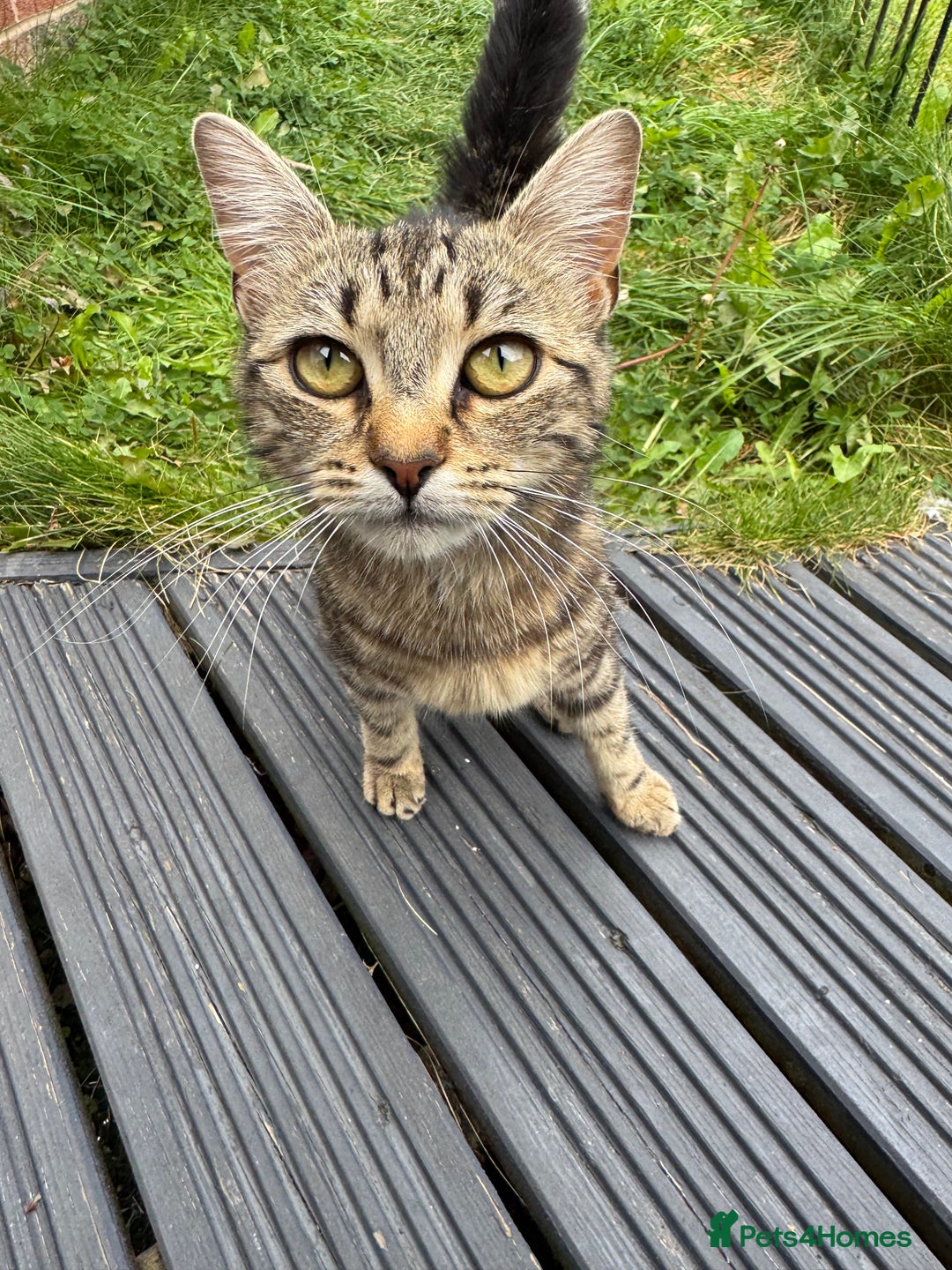Bengal cats for sale: Kitten and mother for sale - Image 12