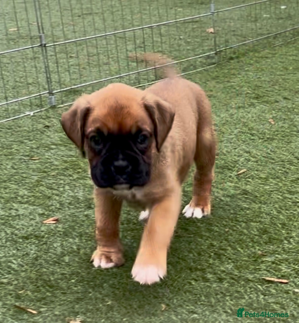 Boxer dogs Health tested kc red boxer puppies  - Advert 5