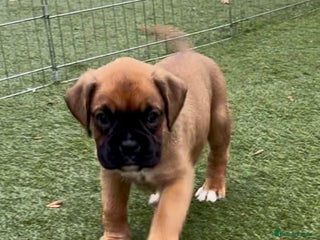 Boxer dogs Health tested kc red boxer puppies - Advert 4