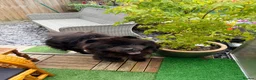 Chow Chow dogs for sale: Male Black Chow Chow (intact) 2 years old - Advert 3